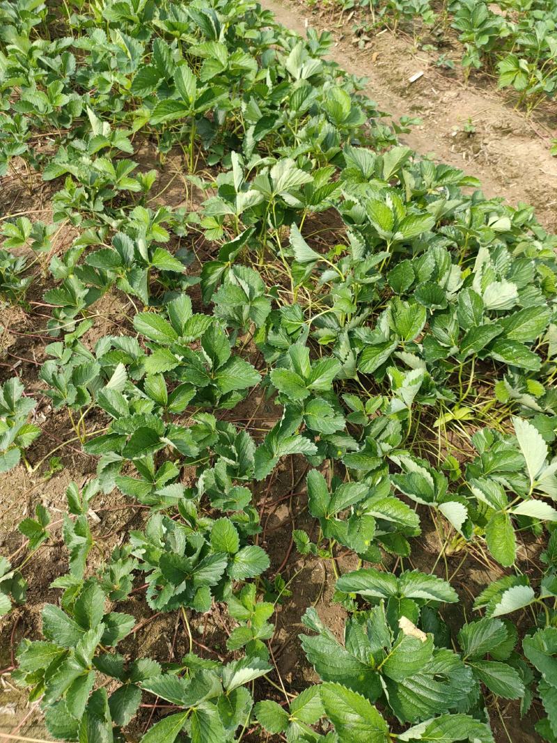 随珠草莓苗，又名(乡野，果大，耐储存。芳香醇厚，