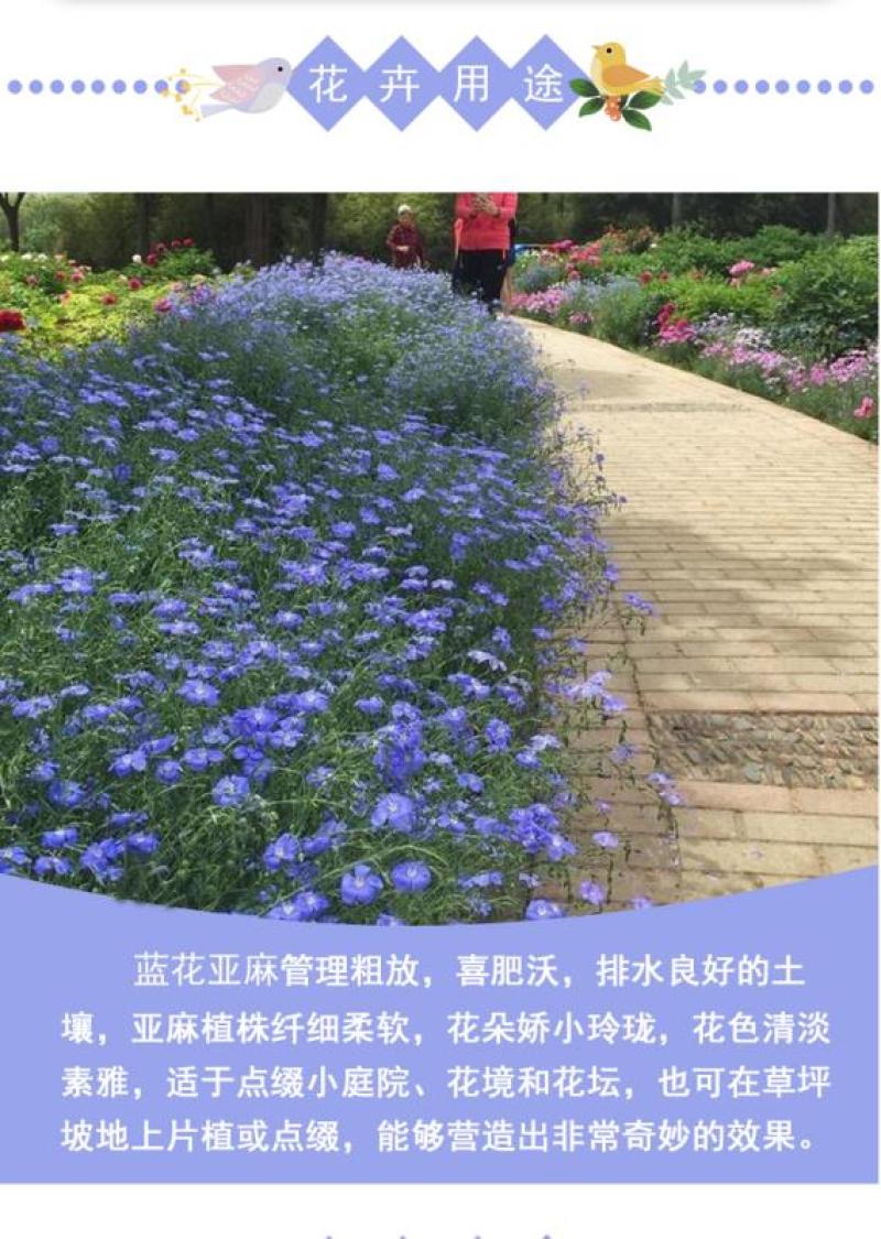 蓝花亚麻种子多年生蓝色花卉花坛花镜花海景观矮生草花易