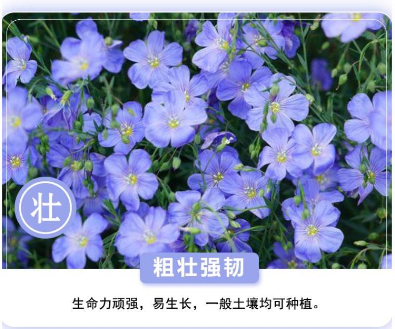 蓝花亚麻种子多年生蓝色花卉花坛花镜花海景观矮生草花易