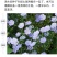 蓝花亚麻种子多年生蓝色花卉花坛花镜花海景观矮生草花易