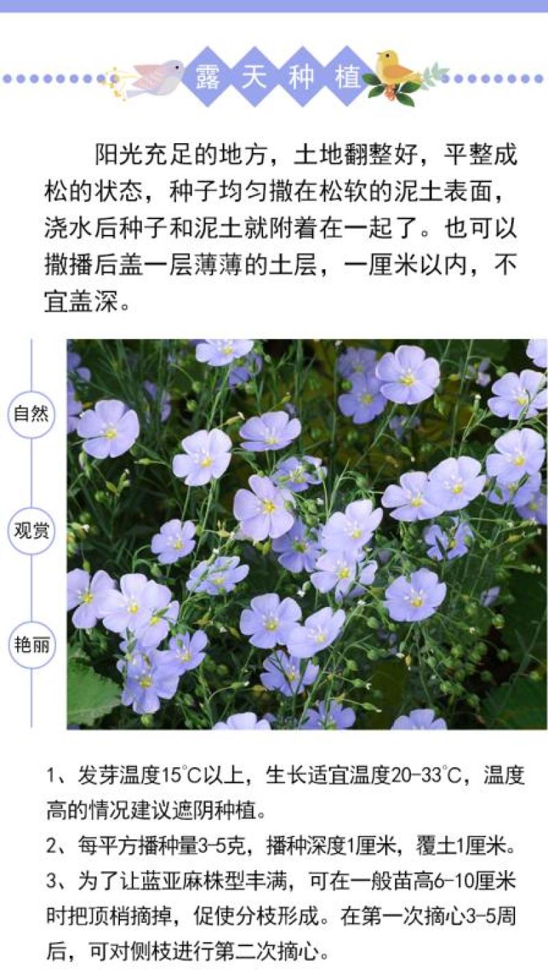 蓝花亚麻种子多年生蓝色花卉花坛花镜花海景观矮生草花易