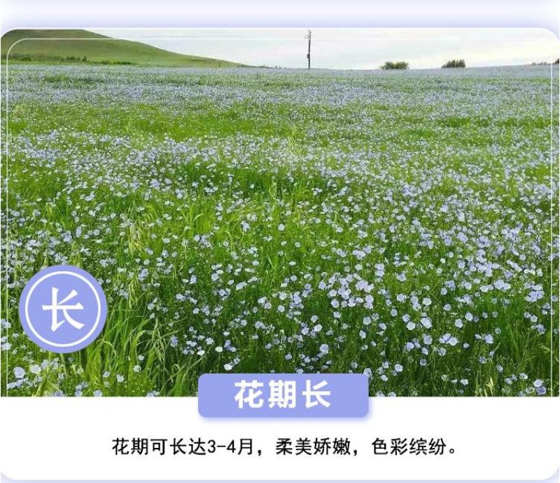 蓝花亚麻种子多年生蓝色花卉花坛花镜花海景观矮生草花易