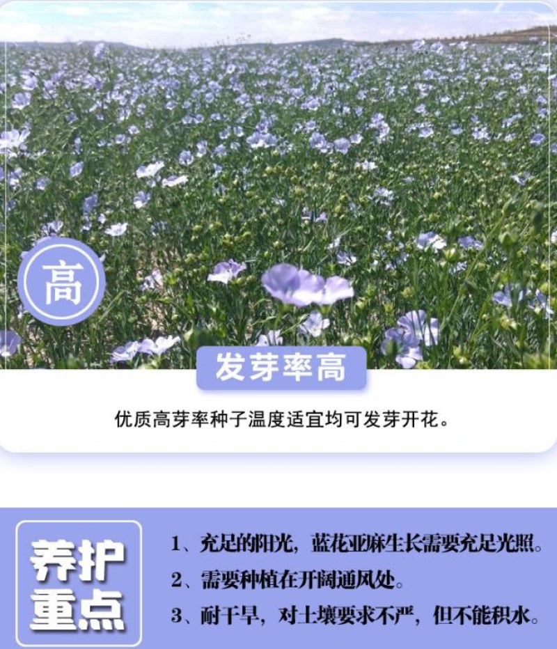 蓝花亚麻种子多年生蓝色花卉花坛花镜花海景观矮生草花易