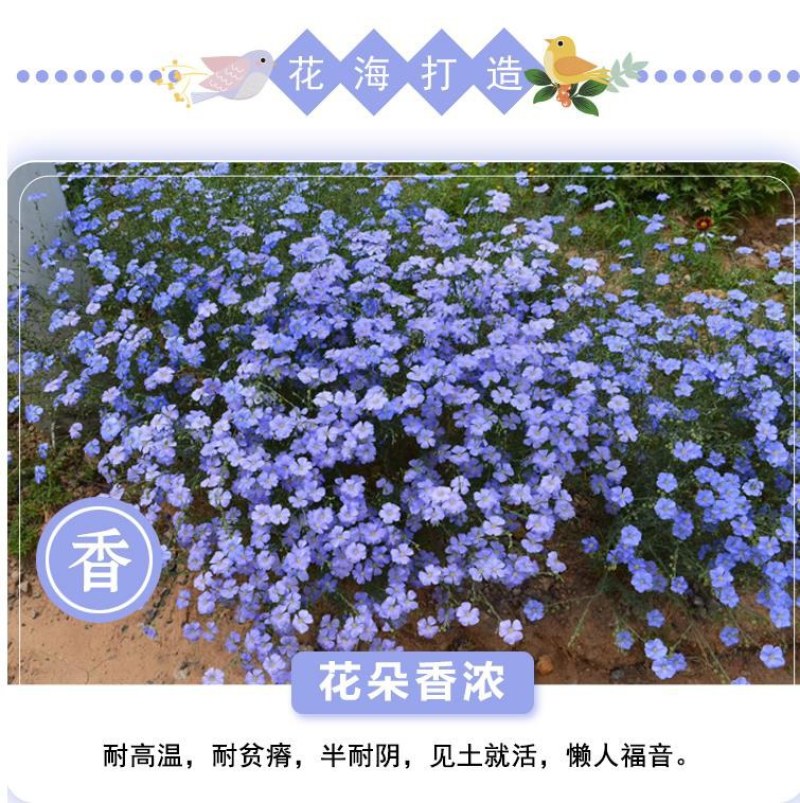 蓝花亚麻种子多年生蓝色花卉花坛花镜花海景观矮生草花易