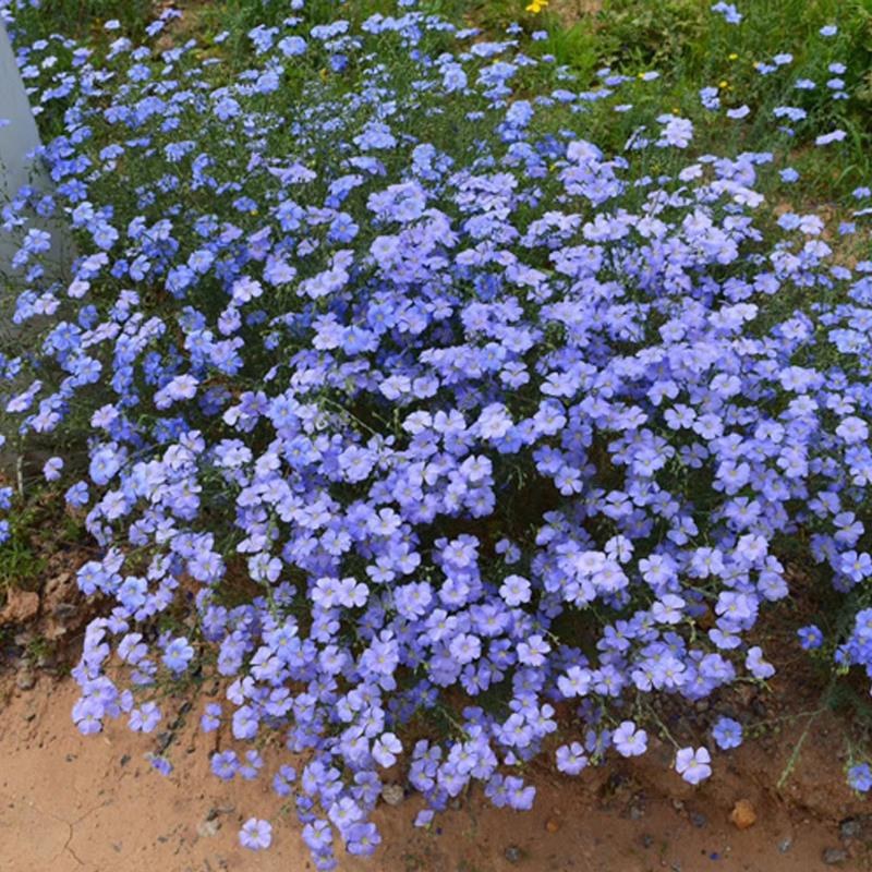 蓝花亚麻种子多年生蓝色花卉花坛花镜花海景观矮生草花易