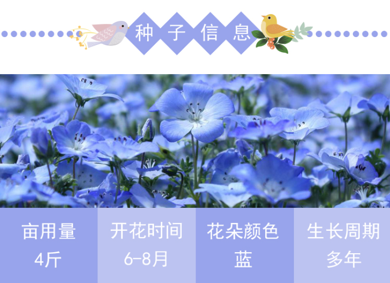 蓝花亚麻种子多年生蓝色花卉花坛花镜花海景观矮生草花易
