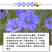 蓝花亚麻种子多年生蓝色花卉花坛花镜花海景观矮生草花易