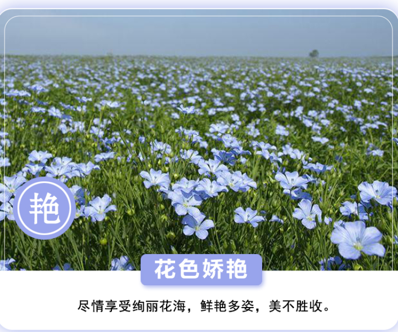 蓝花亚麻种子多年生蓝色花卉花坛花镜花海景观矮生草花易