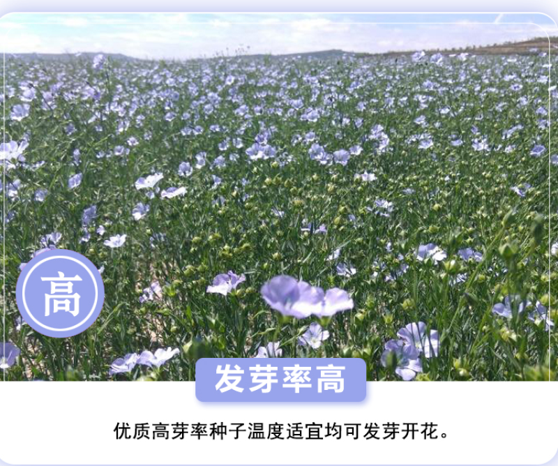 蓝花亚麻种子多年生蓝色花卉花坛花镜花海景观矮生草花易