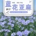 蓝花亚麻种子多年生蓝色花卉花坛花镜花海景观矮生草花易