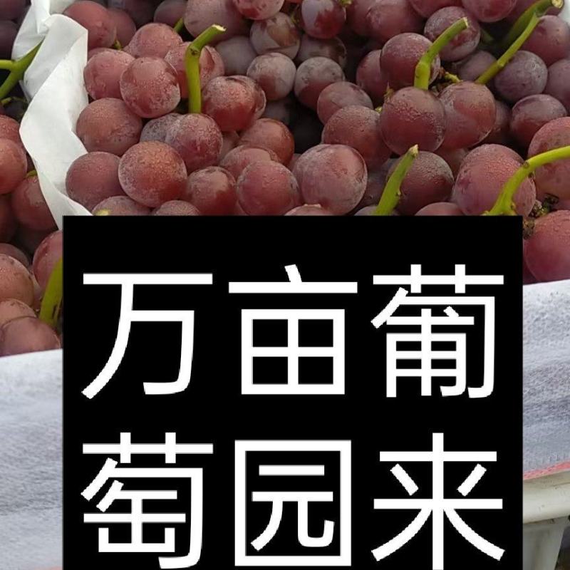 偏远地区的葡萄，口感好，就是路程有点远！欢迎广大客户采购