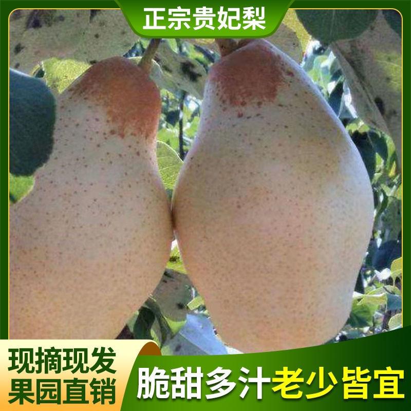 《推荐》贵妃梨【强烈推荐】鲜货，香蕉梨一手货源质量保证