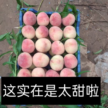 来啦来啦！超甜口的桃子来啦！口感好，价格低，欢迎您的到来