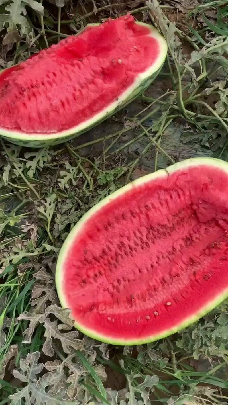（热销）头茬大个甘肃中卫香山正宗石头瓜，硒砂瓜，产地一手货源