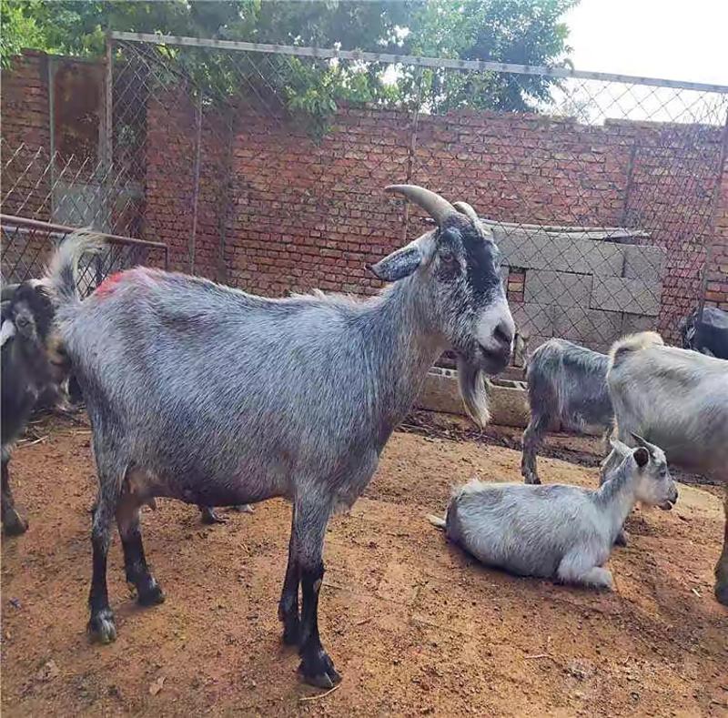 纯种青山羊种羊羊羔高产怀孕母羊羊苗幼崽种公羊养殖狗羊。