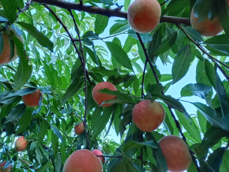 福建古田高山水蜜桃