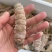 虾爬子。皮皮虾