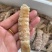 虾爬子。皮皮虾