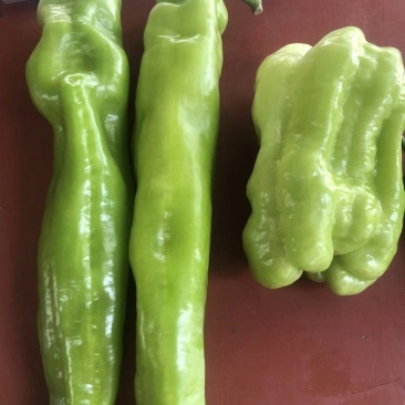 尖椒，菜椒，麻椒，线椒，各种精品蔬菜辣椒豆角，一级辣椒，