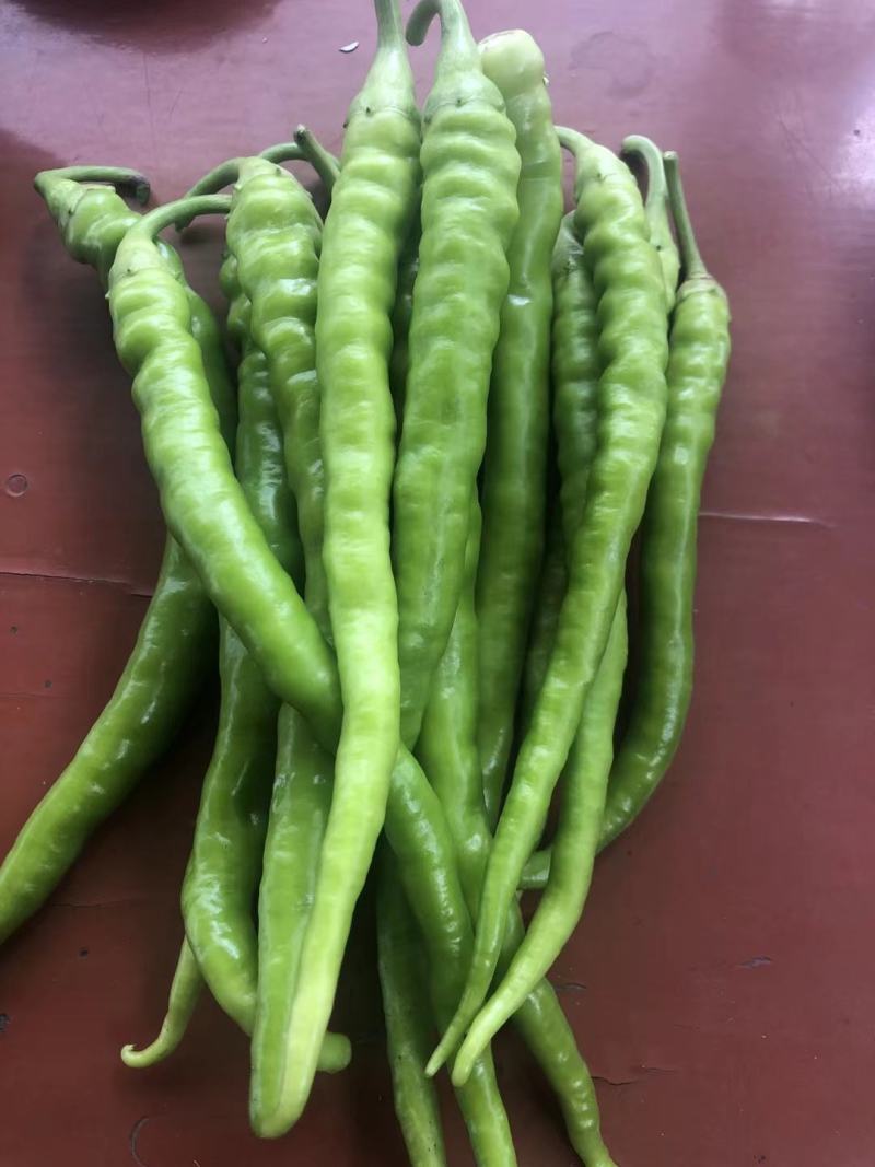 尖椒，菜椒，麻椒，线椒，各种精品蔬菜辣椒豆角，一级辣椒，
