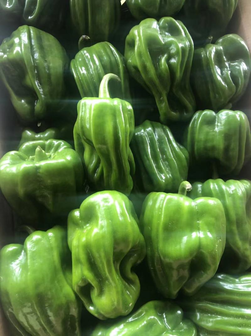 尖椒，菜椒，麻椒，线椒，各种精品蔬菜辣椒豆角，一级辣椒，