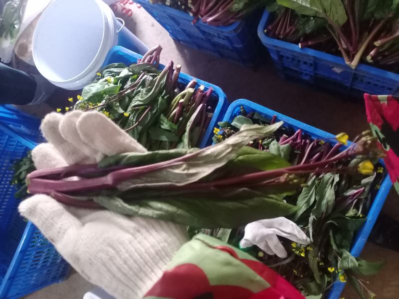 油菜苔已上市，质量保证，脆，嫩，亮