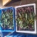 油菜苔已上市，质量保证，脆，嫩，亮