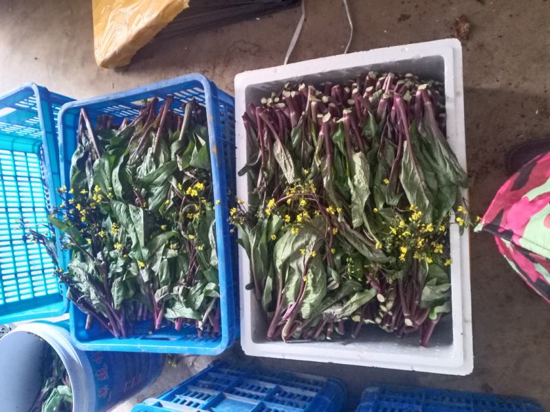 油菜苔已上市，质量保证，脆，嫩，亮