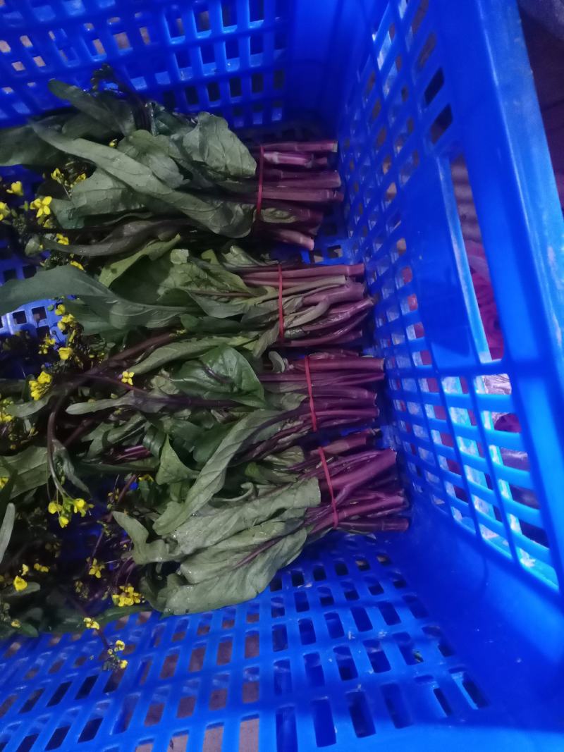 油菜苔已上市，质量保证，脆，嫩，亮