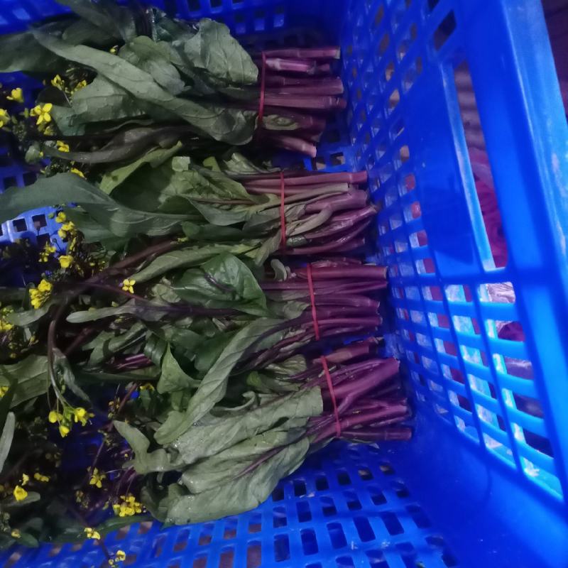 油菜苔已上市，质量保证，脆，嫩，亮