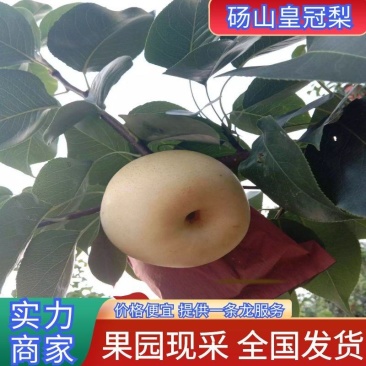 皇冠梨砀山皇冠梨汁多肉美值得信赖砀山皇冠梨批发