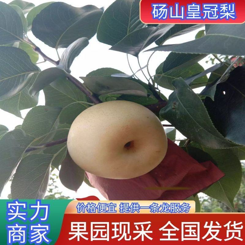 皇冠梨砀山皇冠梨汁多肉美值得信赖砀山皇冠梨批发