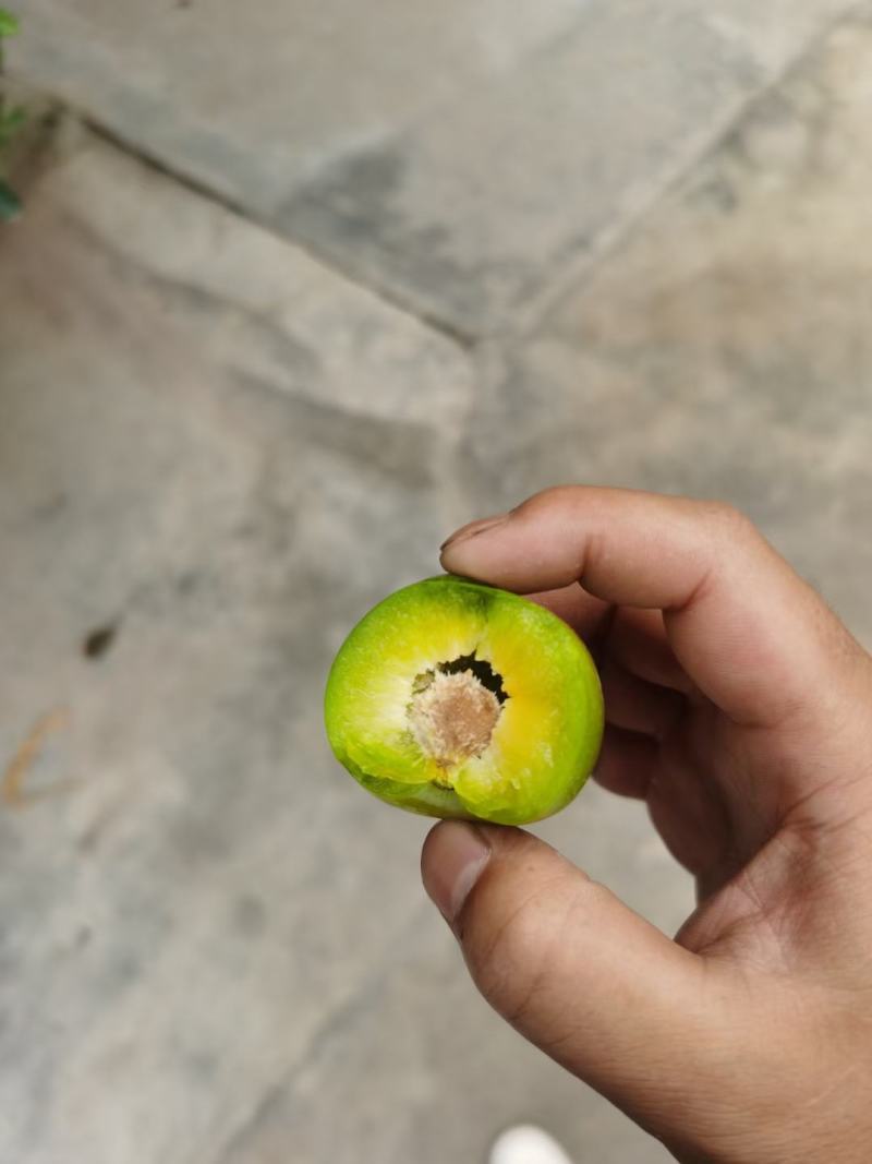 茂汶清脆李正式出售需要的批发商可以预订