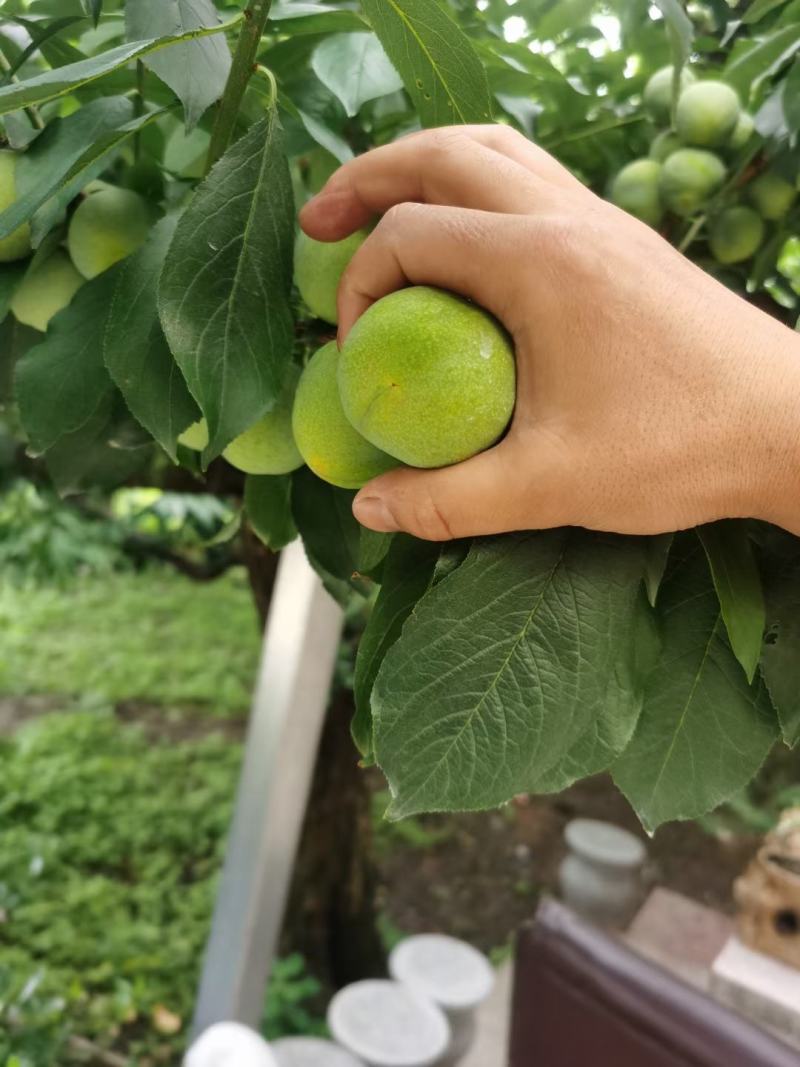 茂汶清脆李正式出售需要的批发商可以预订