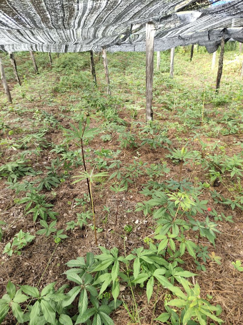 珠子参种子开始上市了。需要种植欢迎全国各地下单货少，
