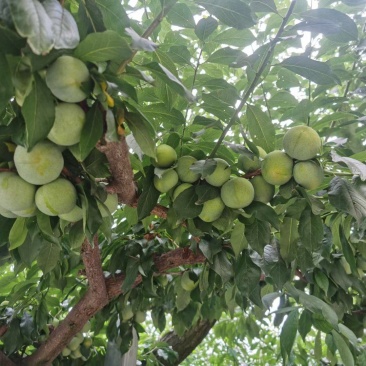 茂汶清脆李正式出售需要的批发商可以预订
