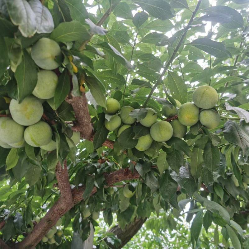 茂汶清脆李正式出售需要的批发商可以预订