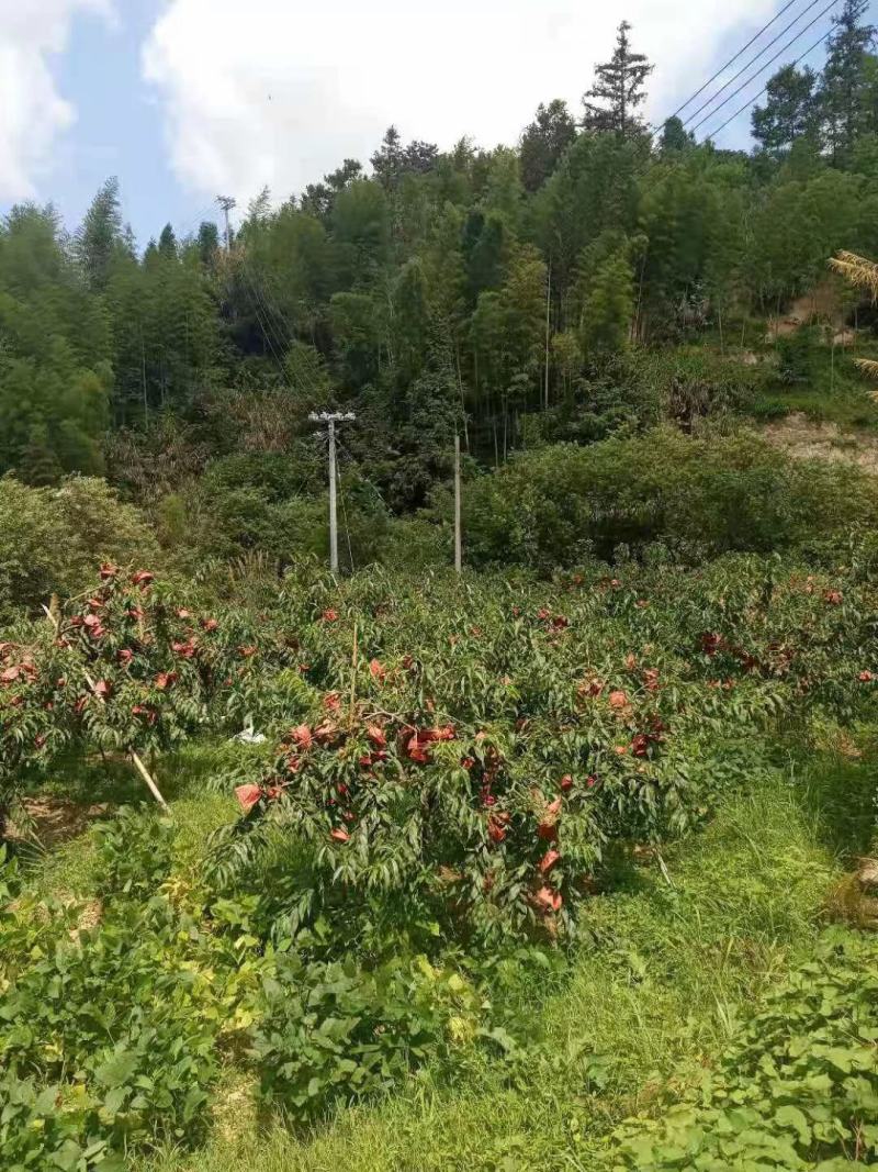 桂东高山黄桃