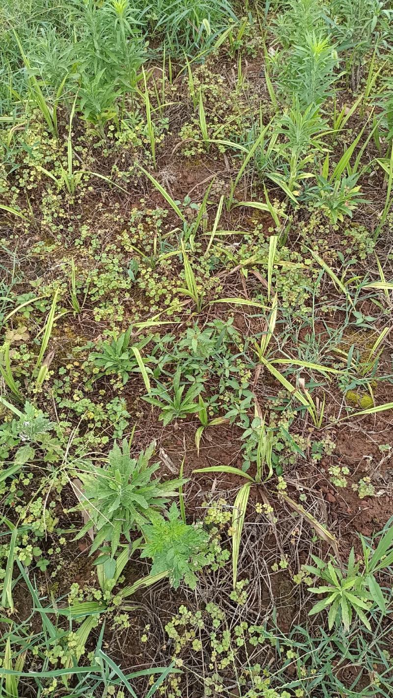 四川野生独脚仙矛苗，小叶仙茅种苗