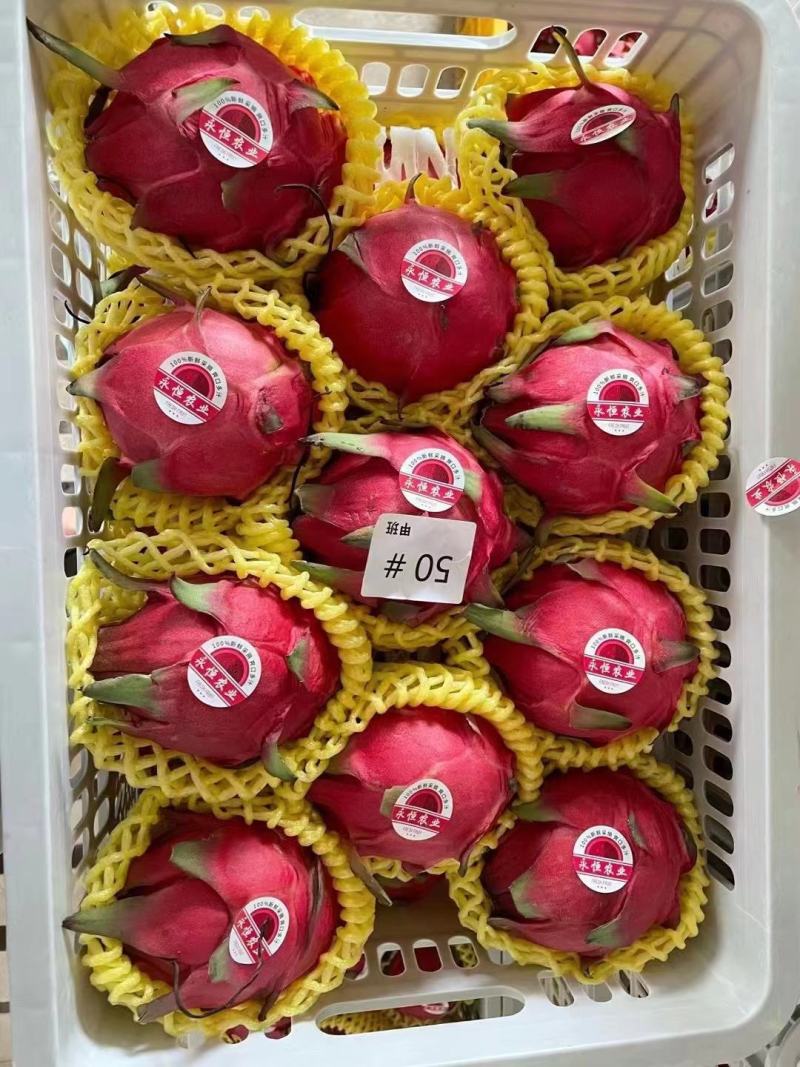 精品火龙果金都一号货源充足