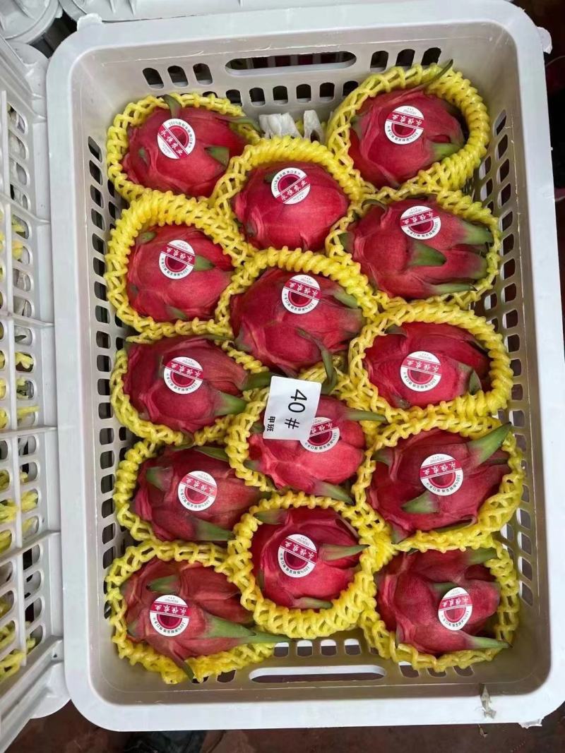 精品火龙果金都一号货源充足