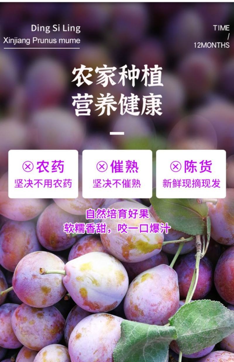 四川汶川西梅新鲜孕妇水果3/5斤直播电商微商一件代发