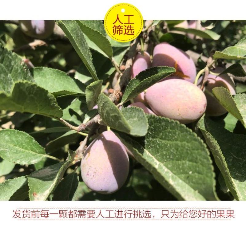 四川汶川西梅新鲜孕妇水果3/5斤直播电商微商一件代发