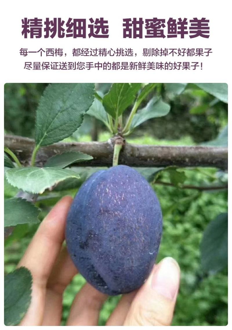 四川汶川西梅新鲜孕妇水果3/5斤直播电商微商一件代发