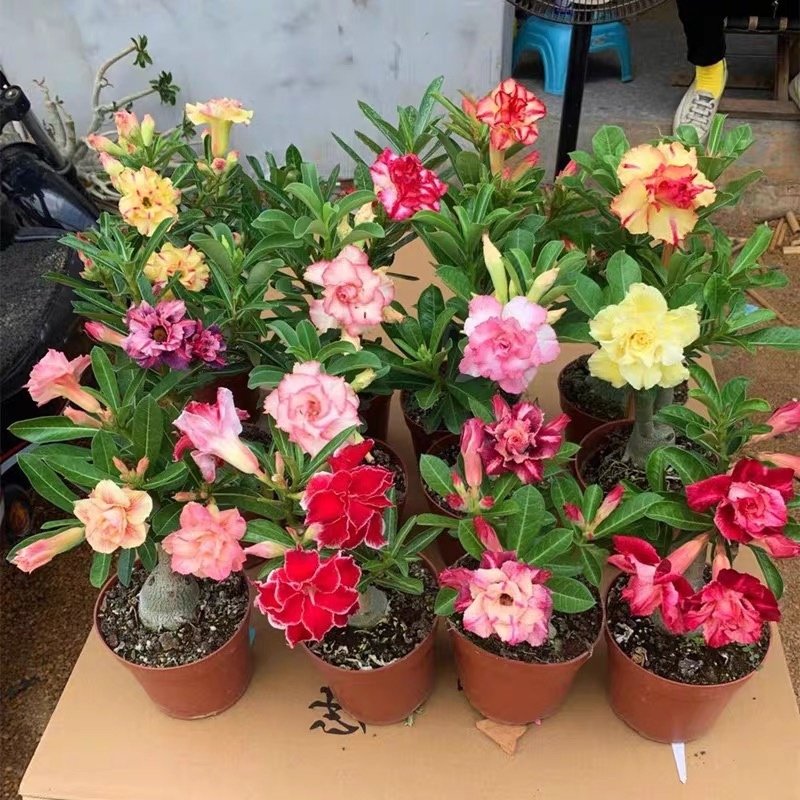 沙漠玫瑰盆栽重瓣沙漠玫瑰苗四季开花耐旱好养活室内阳台花卉