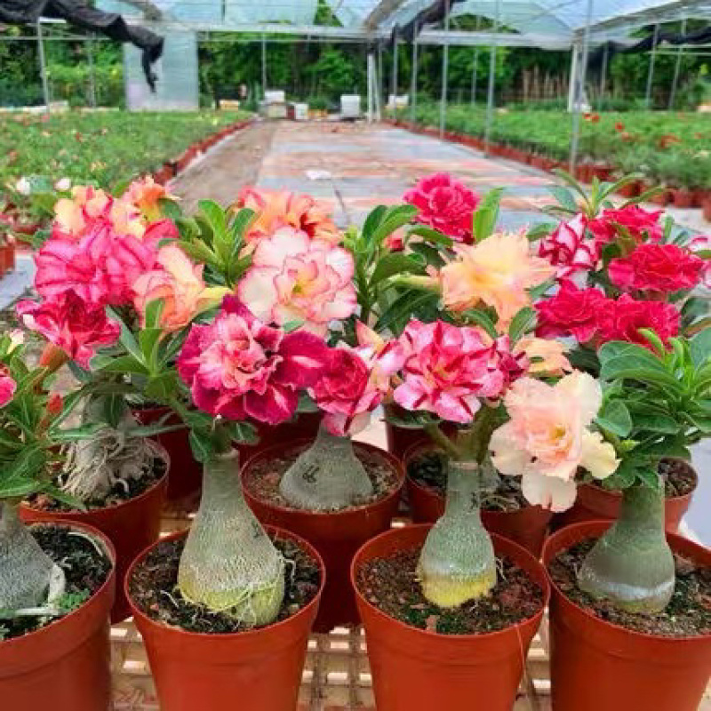沙漠玫瑰盆栽重瓣沙漠玫瑰苗四季开花耐旱好养活室内阳台花卉