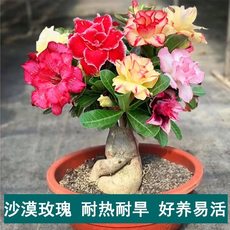 沙漠玫瑰盆栽重瓣沙漠玫瑰苗四季开花耐旱好养活室内阳台花卉