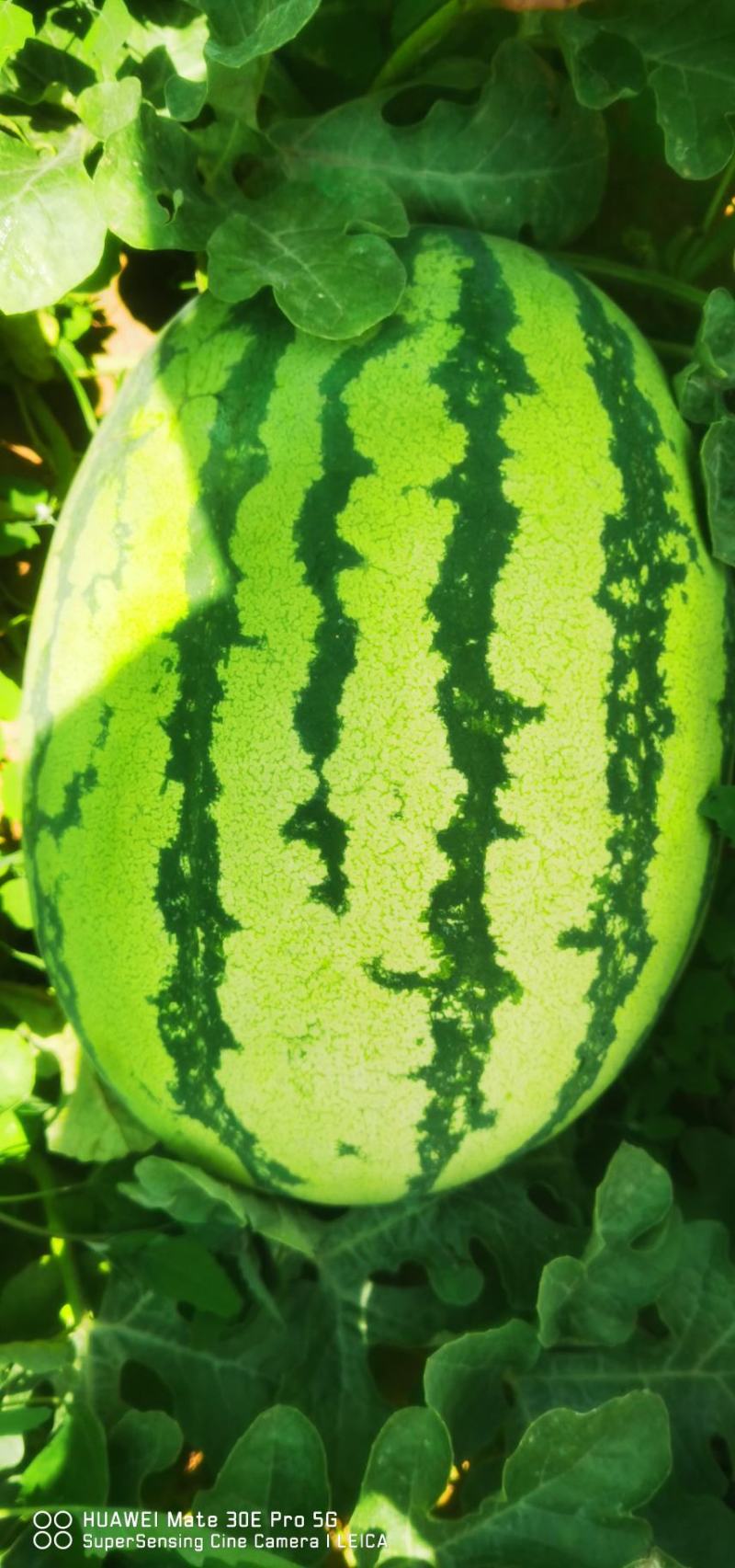 西瓜