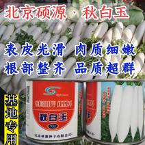 白玉萝卜种子北京硕源纯白皮白肉萝卜种子基地专用高品质