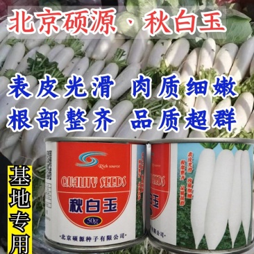 白玉萝卜种子北京硕源纯白皮白肉萝卜种子基地专用高品质